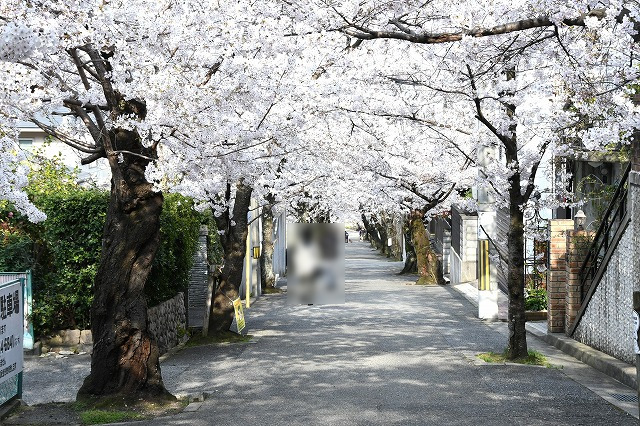 桜のシーズンの桜トンネル（南側道路）です