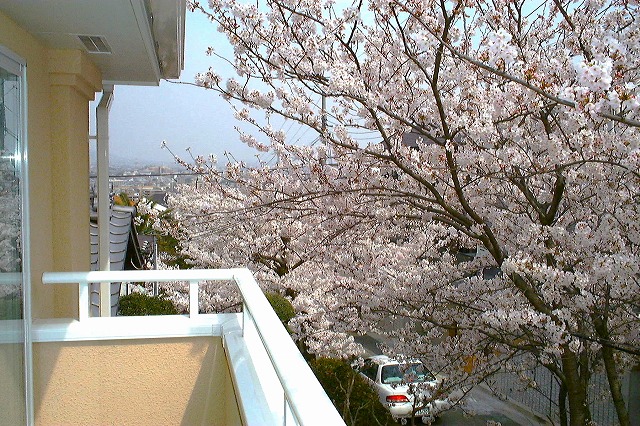 南側バルコニーからも満開の桜が見えます