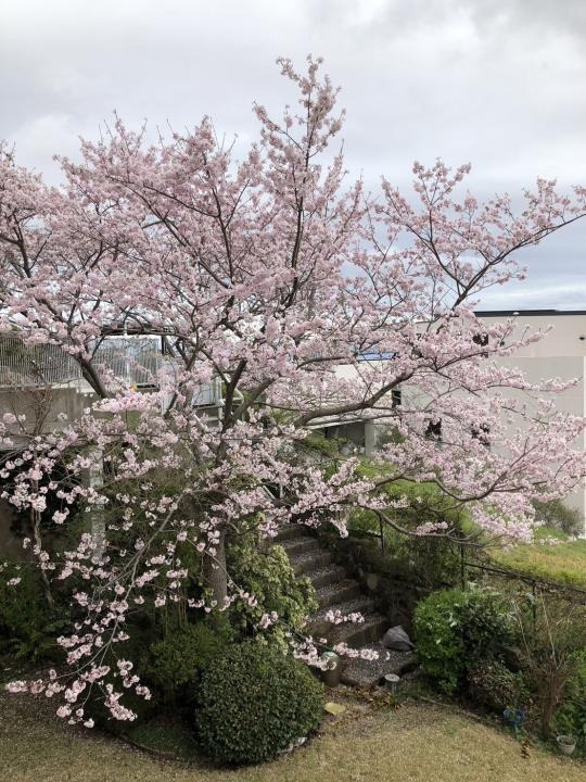 お庭には桜の木があります