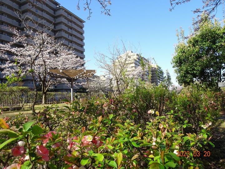 春には敷地内のあちこちに様々な種類の桜が開花し、住人たちがお花見を楽しみます。