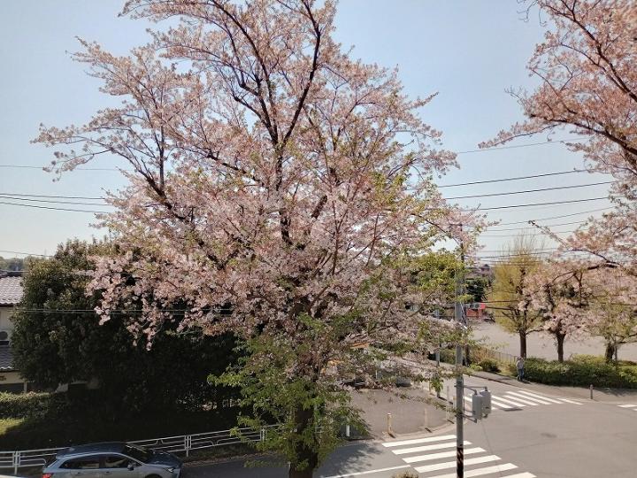 周辺道路には桜の木が植樹されています