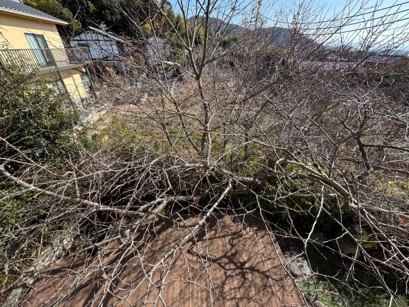 庭には桜や梅などが植えてあります。春が楽しみです。