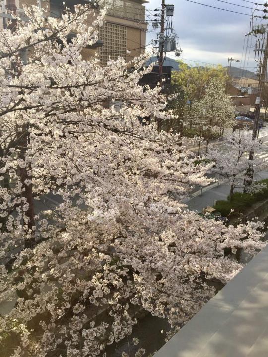 春に撮影した桜の写真です。