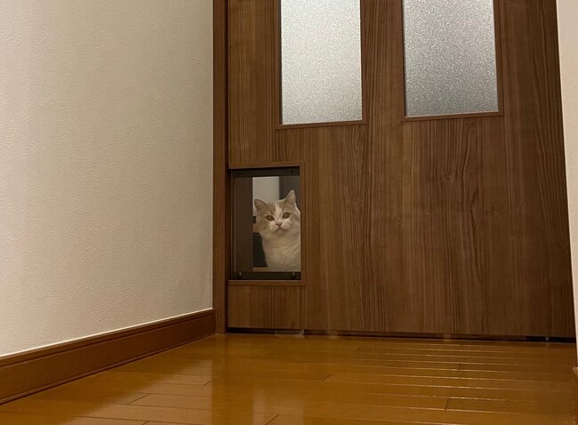 猫ハウス ドア無し M左側面 猫ハウス ドア無し M左側面