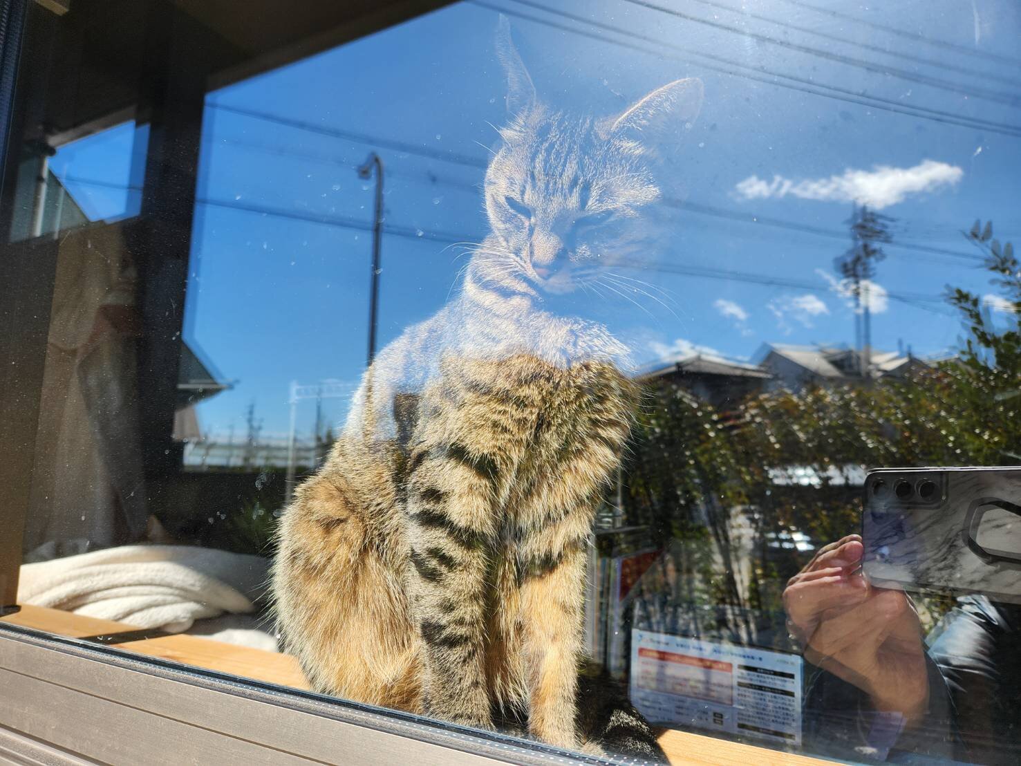窓辺　猫.jpg