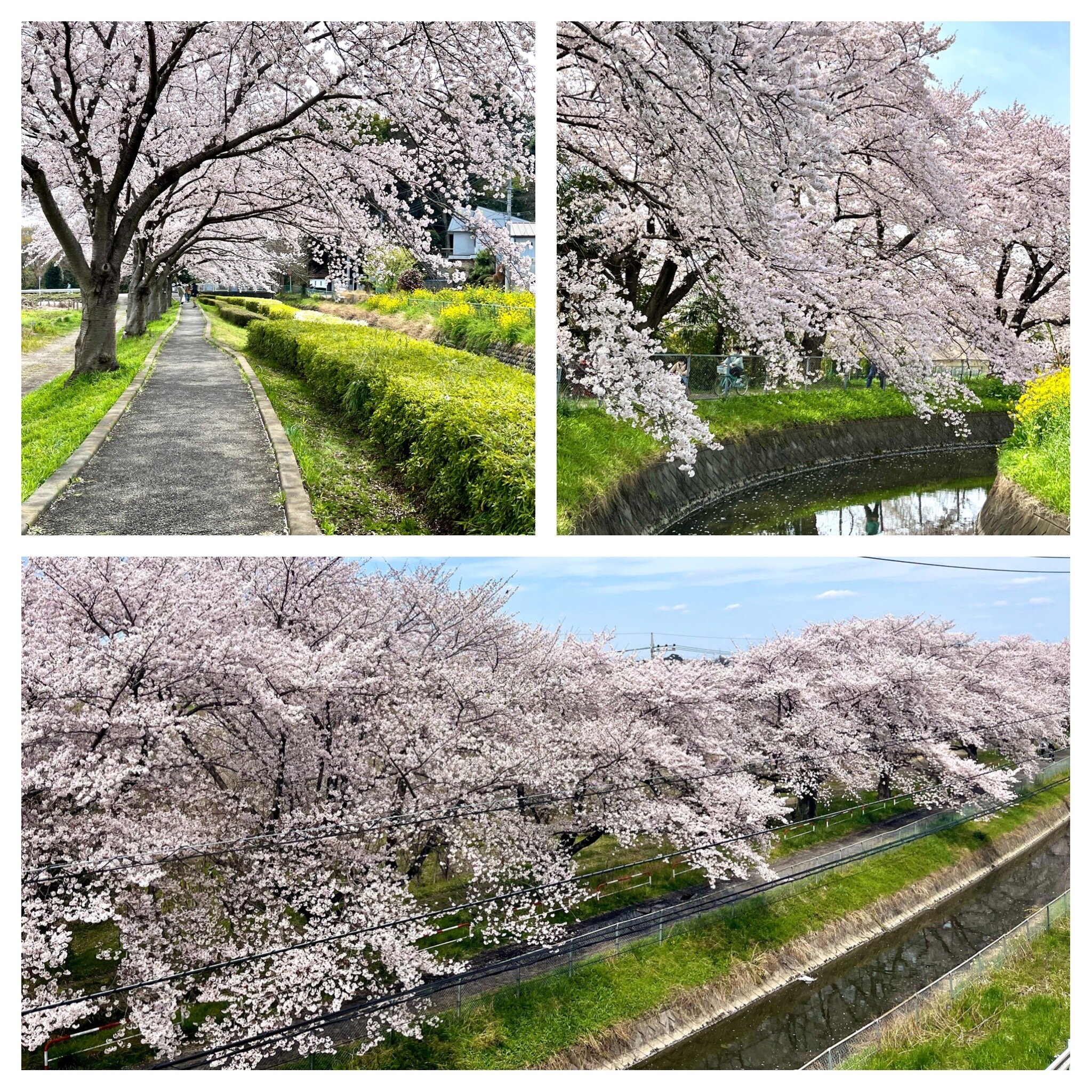 桜回廊.jpg