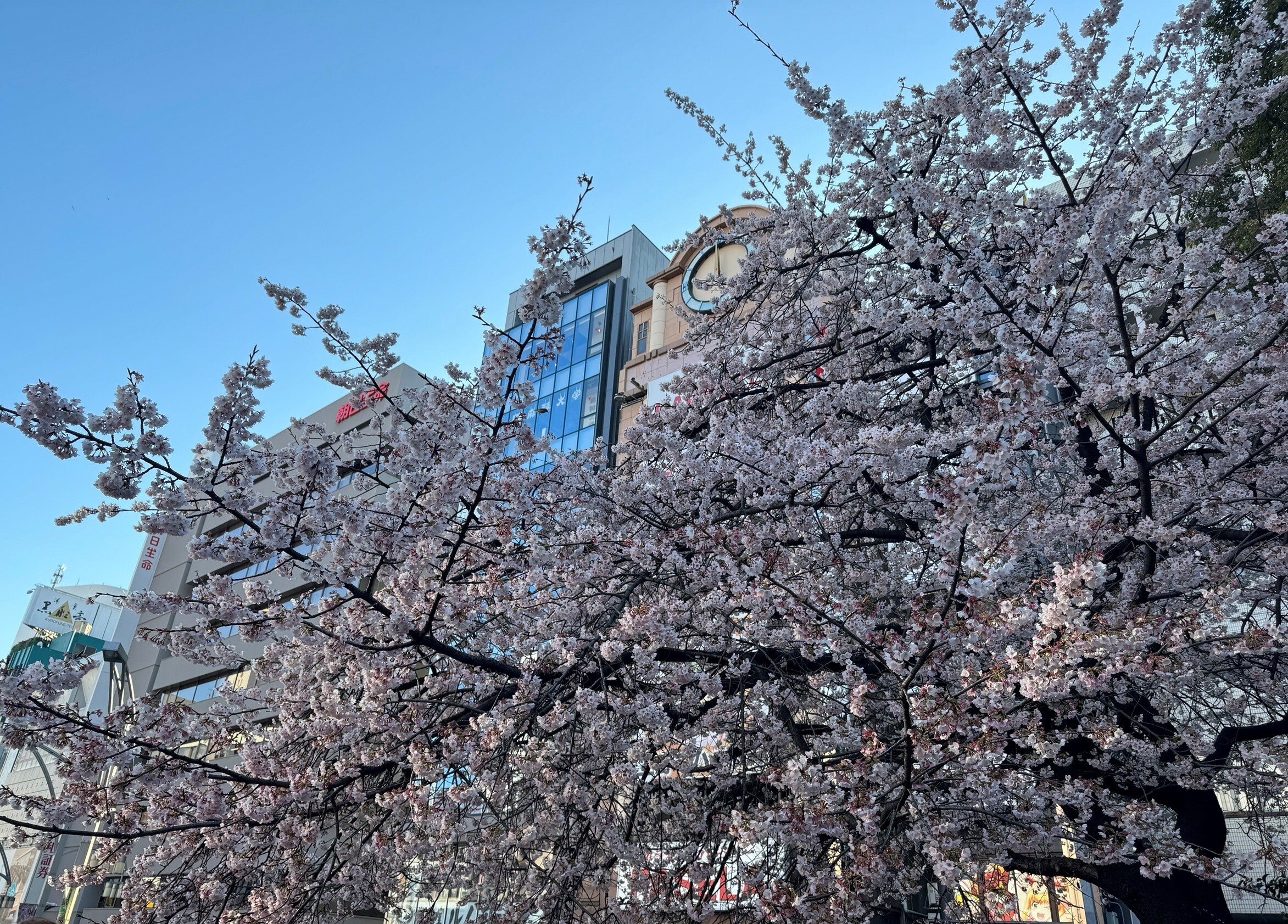 上野の桜.jpg