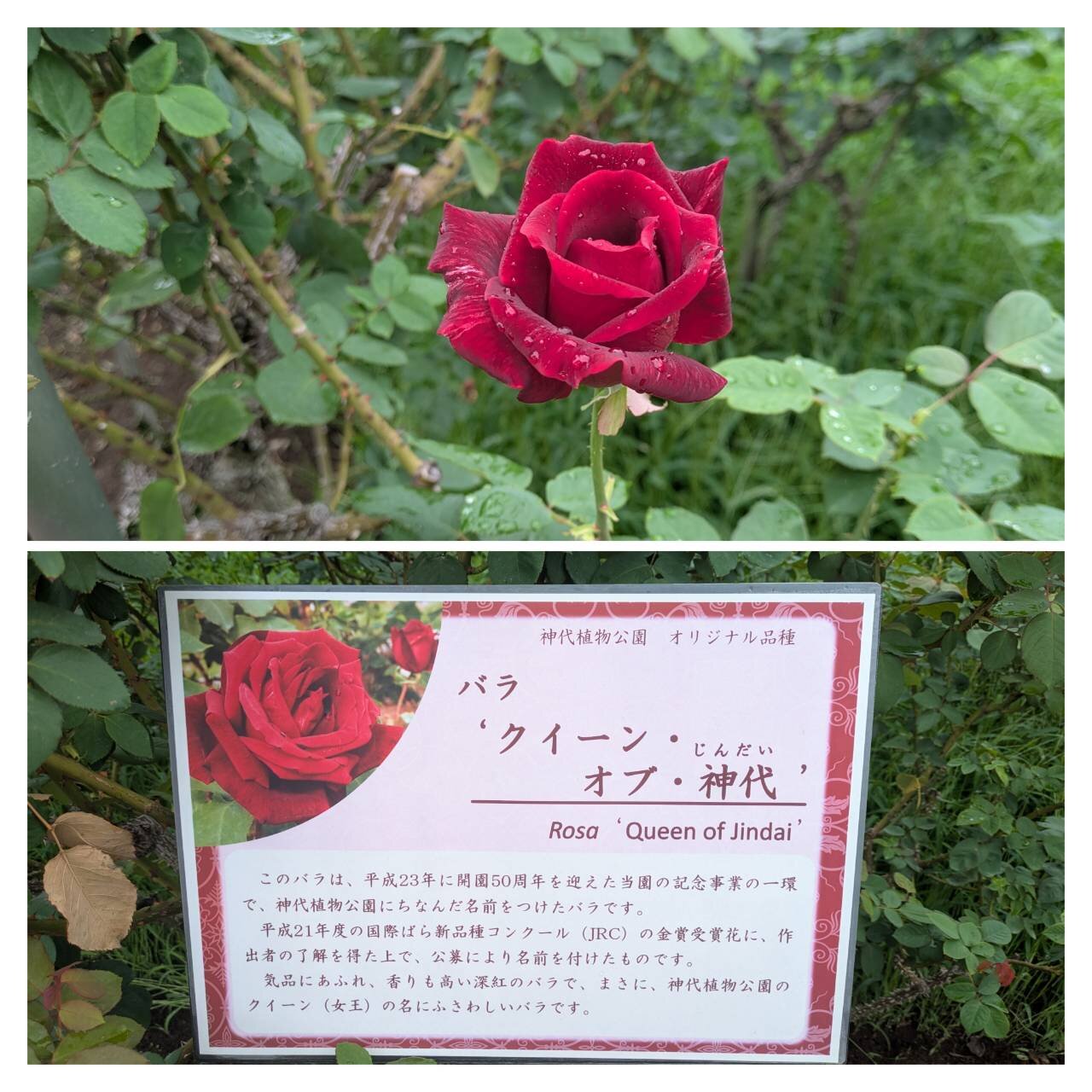 神代植物公園.jpg